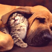 volapaevowjb4p