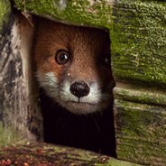 abdil2017