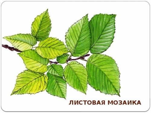 Какое значение для растений имеет расположения листьев?