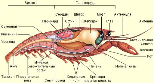Системы органов речного рака (таблица)