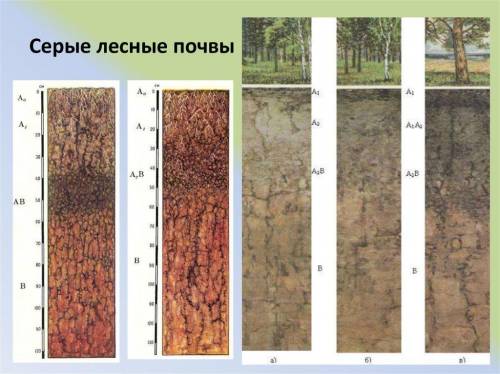 Особенности почвенного профиля у серых лесных почв