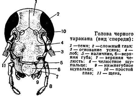 Лабораторная работа №5. тема: внешнее строение насекомого, цель: изучить внешнее строение насекомых