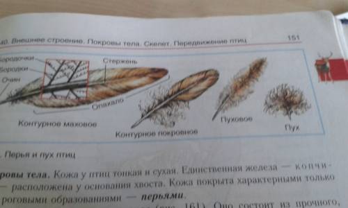 Рассмотрите хвост птицы. запишите названия разных видов перьев, расположенных на крыльях и хвосте, п