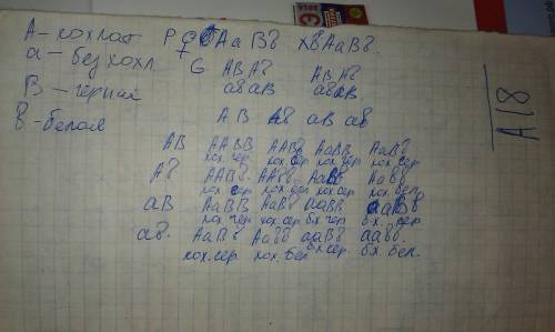 Укур хохлатость полностью доминирует над отсутствием хохолка, а наследование окраски оперения носит