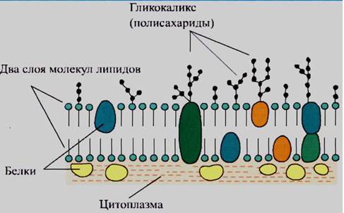 Из каких веществ состоит клеточная оболочка некоторые органоиды