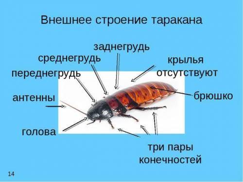 Лабораторная работа по биологии 7 класс внешнее строение насекомого