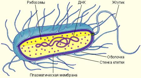 Перечислите признаки, характерные для царства вирусов? . нужно