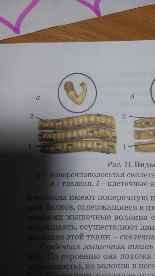 Почему мышцы назыввають поперечнополосатами