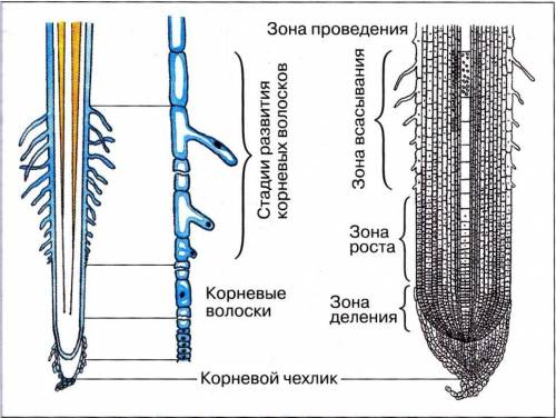 Какие зоны выделяются в корне? чем они отличаются друг от друга?