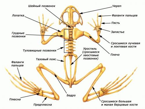 Докажите что усложнение скелета земноводных связано с изменением среды обитания