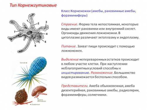 ﻿какие представители у класса корненожки, какая у них форма тела, с чего они передвигаются? и все т