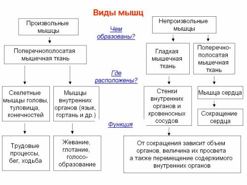 Основные группы скелетных мышц человек. таблицей.