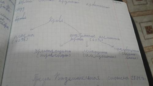 Начертите схему состава крови , используя слова : плазма , форменные элементы : эритроциты , лейкоци