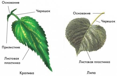 Листья клена имеют прилистники или нет?
