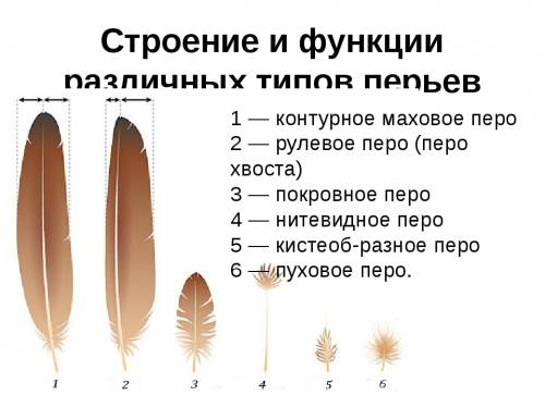 Стестом по биологии! 7 класс! 1) к хордовым относят многоклеточных двусторонне-симметричных животных