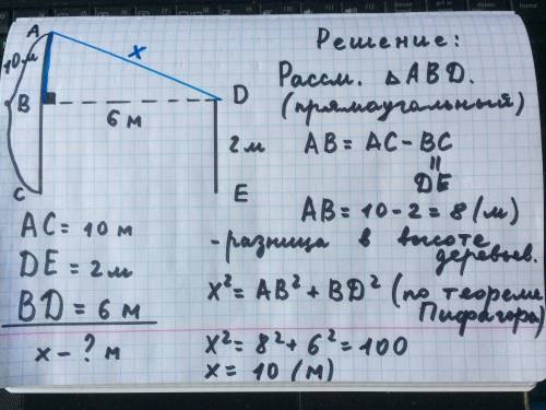 В6 метрах друг друга растут дваидерева высота которых 10 метров и 2 метра найдите расстояние между в