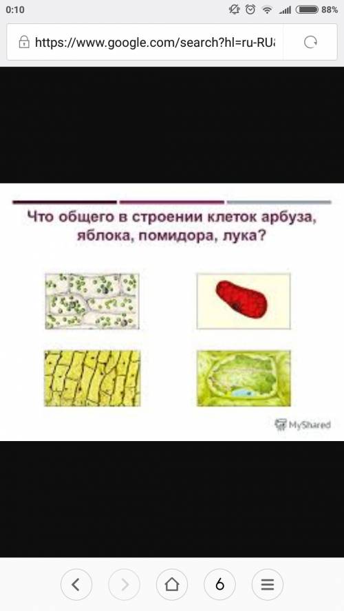 Рисунок строение клетки мякоти яблока