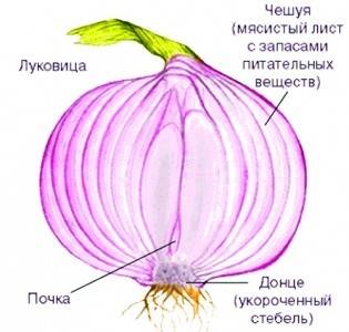 Так как в строении луковицы можно различить то значит луковица – побег.
