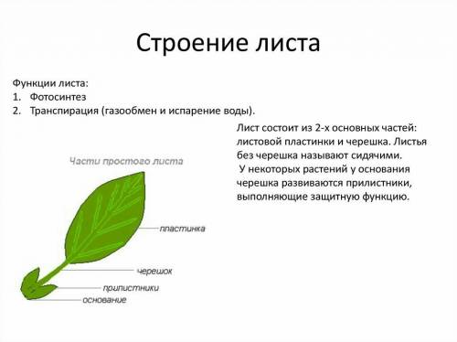 Строение и функции листьев? кратко и ясно.