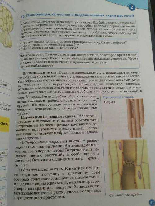 Что такое ткани растений их строение и функции