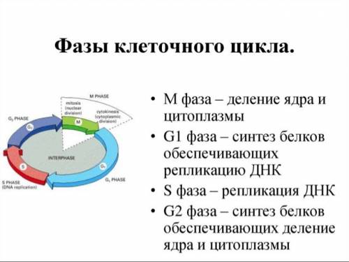 На какой стадии клеточный цикл прекращается из-за повреждения днк?