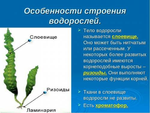 1для чего растениям необходим солнечный свет? 2 на какие группы делят растения? 3 где обитают водоро