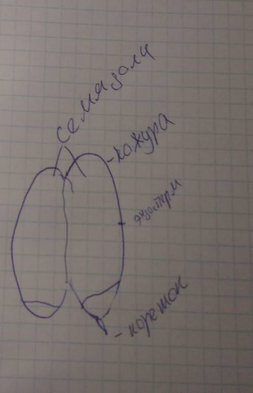 Действия наблюдения, рисунки, выводы 1. рассмотрим внешнее строение семени фасоли 2.попробуйте снять
