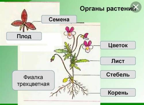 Из каких органов состоит только ! ​