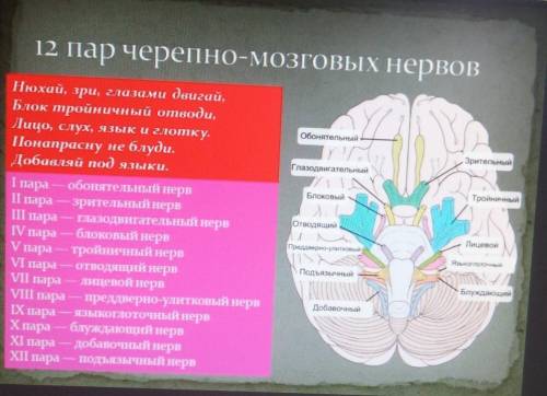 Что связывают черепно-мозговые нервы?