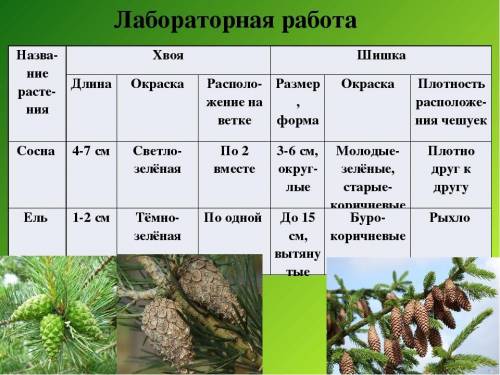 Какая общая форма( у мужских экземпляров и женских) и длина чешуек у шишки ели и сосны?