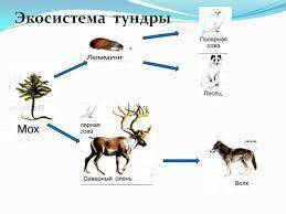Составь цепи питания для характерных природных зон тундра пустынь