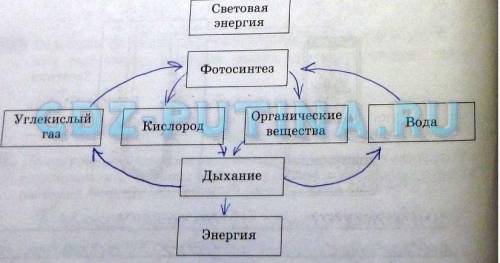 Cоставить схему процесса дыхания у живых организмов ( с учебника или свою) 5 класс