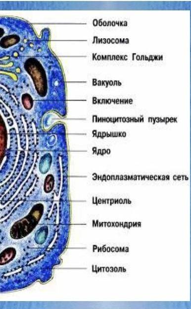 Какие органы клеток вам известны?​