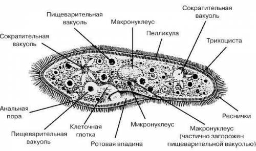 Сделайте выводы об особенностях внешнего и внутреннего строения инфузории-туфельки