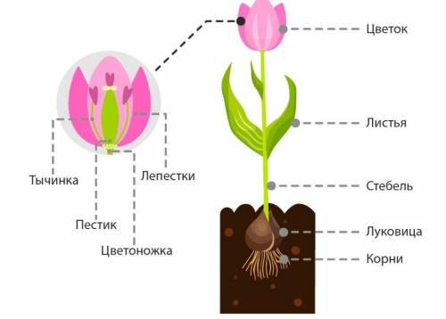 Листовая пластина тюльпана? 