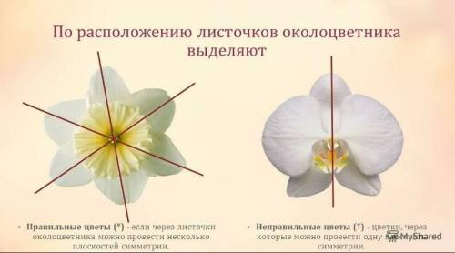 В лабораторных тетрадях: 1) зарисовать строение цветка и указать его основные части. 2)Что такое про