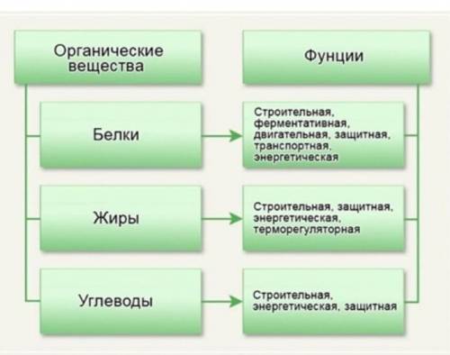 Как образуются Белки жиры и другие вещества​