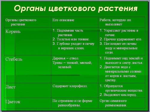 Сделать таблицу органы цветковых растений​