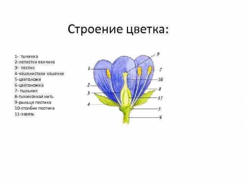 Строение цветка лепесток +лепесток ​