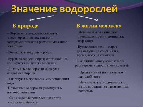 Водоросли приносят пользу не только растительному и животному миру. Человечество также активно польз