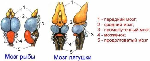 , 7 класс биология тема 《внешнее и внутреннее строение земноводних》