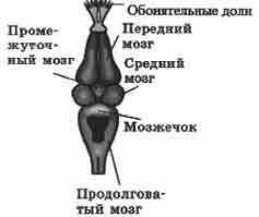 , 7 класс биология тема 《внешнее и внутреннее строение земноводних》
