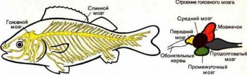 , 7 класс биология тема 《внешнее и внутреннее строение земноводних》