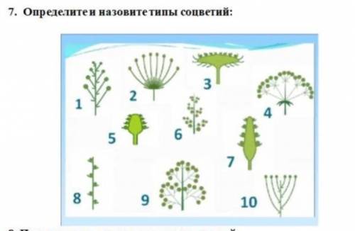 7. Определите и назовите типы соцветий: