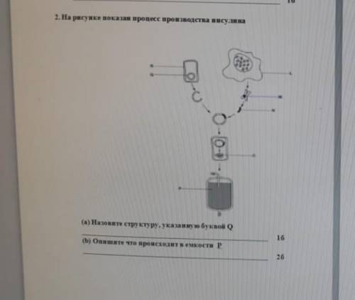 На рисунке показан процесс производства инсулина