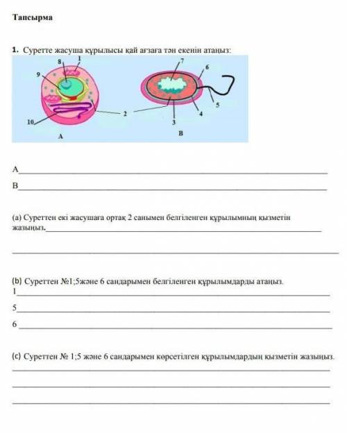 Жасуша құрлысы туралы көмек керек