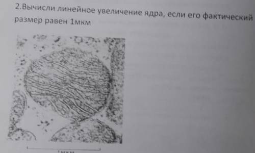 Вычислите линейное увеличение ядра,если его фактический размер равен 1мкм​