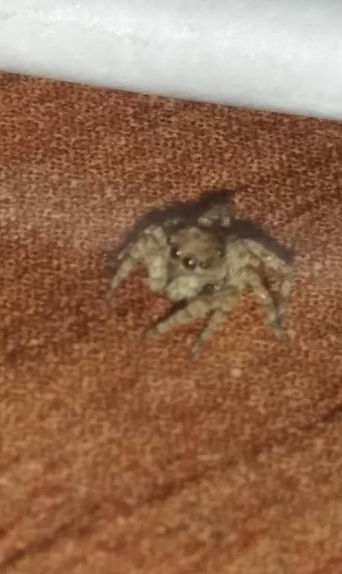 10-тапсырма. Мәтіндегі зат есімдерді түрлеріне қарай бағандарға бөліп жаз.