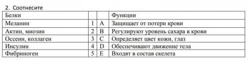 Соотнесите белки и функции
