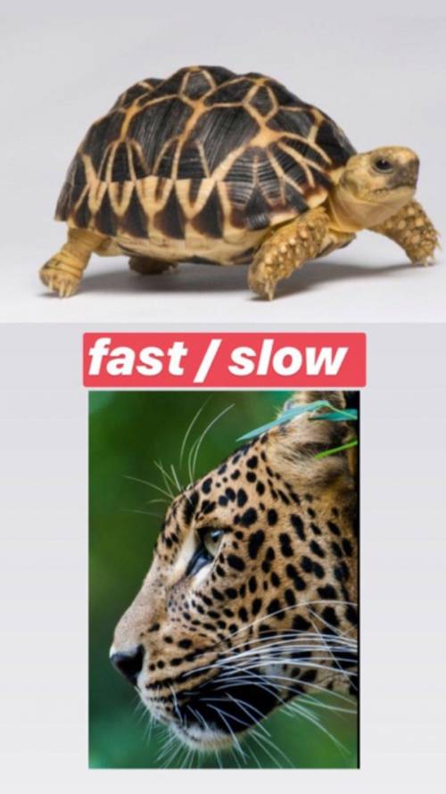 You should compare these objects, using adjectives on the pictures